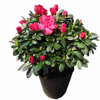 比利时木本植物阳台庭院盆栽