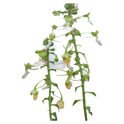 虾脊兰耐寒耐阴可开花兰之仙子