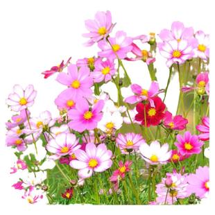 波斯菊花种子格桑花种籽子多彩四季播种开花易活花籽庭院室外种孑