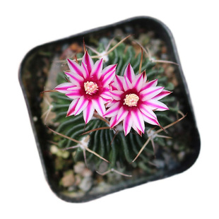 四季佛肚海棠开花不断块根植物开花观赏佛肚树室内阳台盆栽花卉