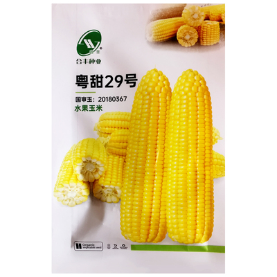 国审粤甜29号水果玉米种子苞谷籽