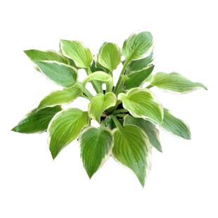 种一次年年长多年生宿根植物玉簪花苗耐寒耐晒耐荫室外地栽绿化苗