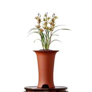 高端线艺草寒兰满堂福奇花细叶白月光四季建兰花苗富山奇蝶带花香