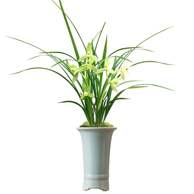 艾莹兰花翠荷素现带花出售