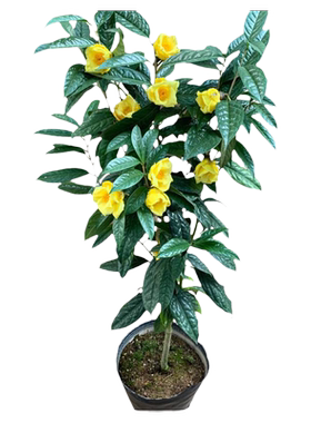 防城金花茶树苗金茶花四季盆栽花卉凹脉黄樽带花苞名贵好养山茶花