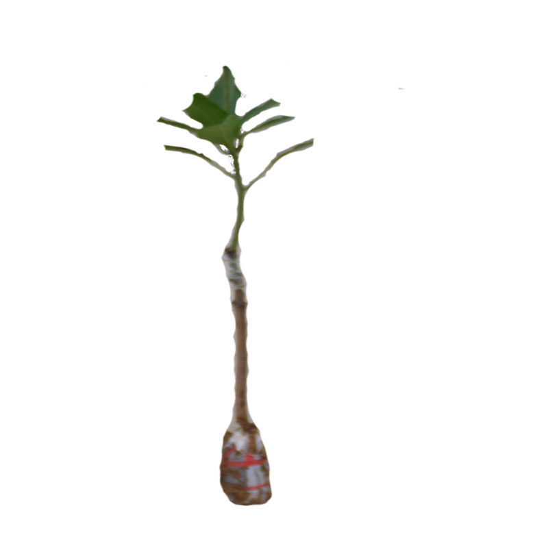 特大芒果树苗嫁接苗南方金煌芒水果苗四季果树当年结果桂七四季芒