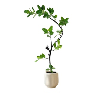 孟加拉榕客厅绿植室内大型植物盆栽高级感高端大气上档次黄金榕树