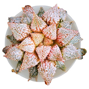 彩虹蟹 白银城 艳肌美吉 玉露十二卷多肉植物 一物一拍