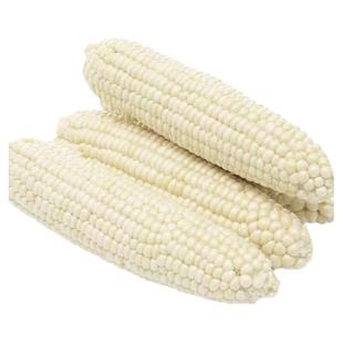 金糯1805甜糯玉米种子金农科1607中早熟大棒筒型甜糯苞谷玉米种子