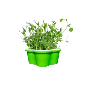 小学生儿童植物观察盒绿豆芽生长种植盘水培小盆栽幼儿园实验作业