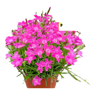 欧石竹花苗初吻带花草坪耐旱耐高温四季庭院草皮室外种植绿化植物