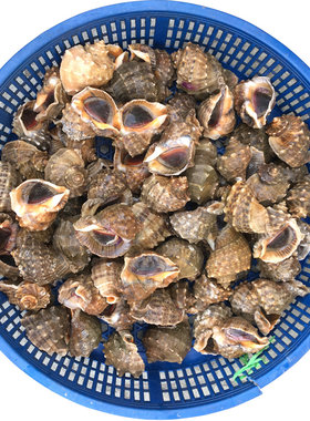 鲜活贝类大海螺3斤包邮