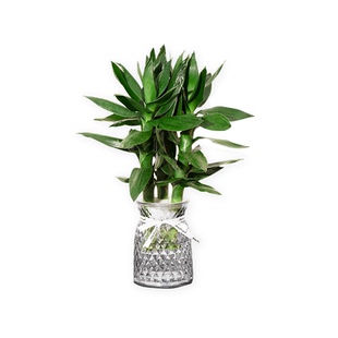 【买一送一】水培观音竹富贵竹水培植物轻奢绿植室内盆栽轻奢花瓶