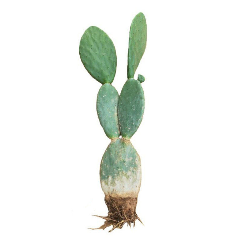 食用仙人掌盆栽植物好养药用外敷