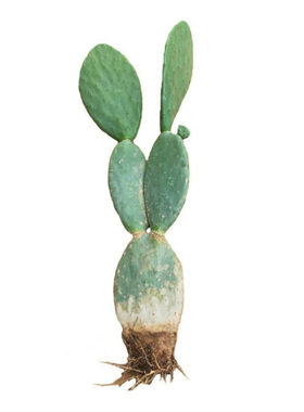 食用仙人掌盆栽植物好养药用外敷