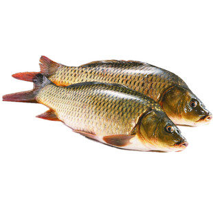 吉林松原松花江冬捕鲤鱼水产冷冻3－16斤一条鱼包邮