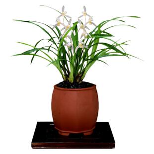 翁源兰花苗老种四季建兰青山玉泉带花浓香大凤素白雪公主好养花卉