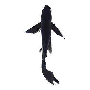 乌金黑色龙凤锦鲤锦鲫苗黑草金小金鱼好养耐活冷水观赏鱼新手淡水