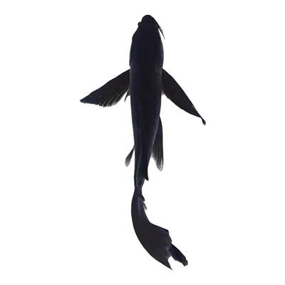 乌金黑色龙凤锦鲤锦鲫苗黑草金小金鱼好养耐活冷水观赏鱼新手淡水