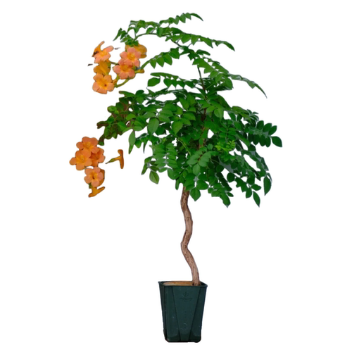 凌霄花带花苞炮仗花爬藤植物盆栽庭院爬墙特大号藤蔓四季花卉绿植