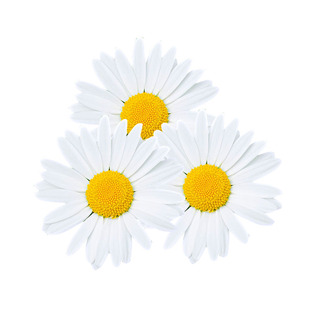 罗马洋甘菊苗盆栽花卉种子种籽孑子花苗花种四季种植春天花籽易种