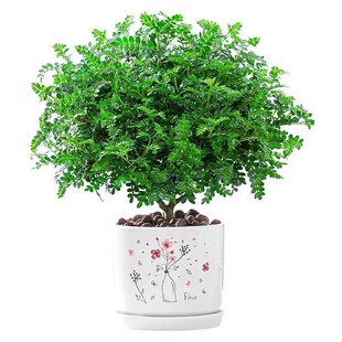 清香胡椒木盆栽花卉驱蚊草植物树苗老桩盆景九里香绿植好养陶瓷