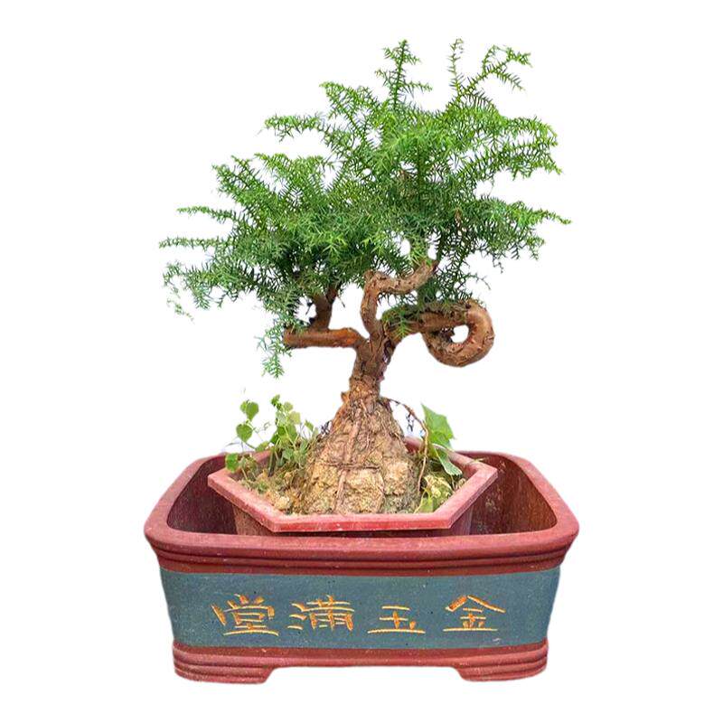 绿植好养花卉桌面松树微型澳洲杉