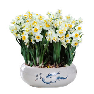 【带盆养护好水仙】漳州水仙花种球带根带叶已养好室内植物盆栽