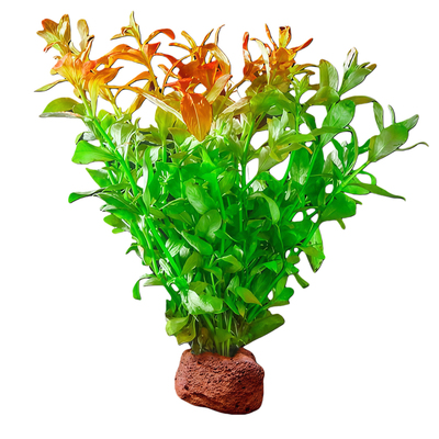 火山石水草植物鱼缸造景