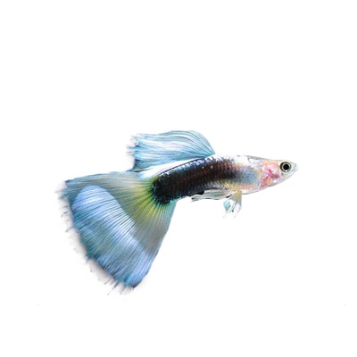 孔雀鱼象牙白冰蓝胎生鱼淡水