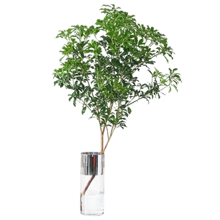 马醉木水培植物日本进口鲜切枝植物真树装饰室内客厅水养好养高级