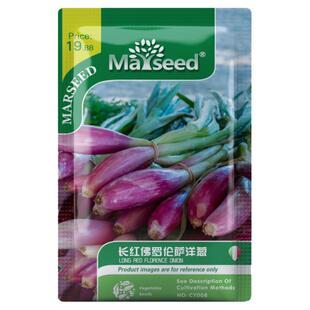 【新品推荐】进口长红佛罗伦萨甜洋葱种子阳台盆栽四季蔬菜易种植
