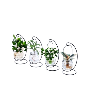 水培植物水养花卉室内办公室桌面桌上小型绿植客厅好养开花九里香