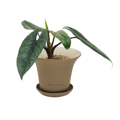 DOLV 豆绿 西班牙板盾海芋 北欧画报风ins桌面绿植 耐阴好养盆栽