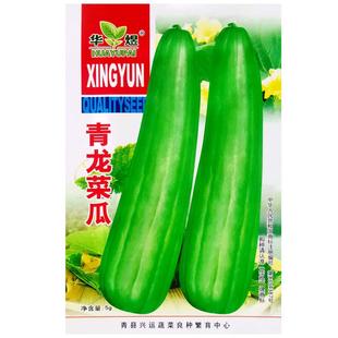 青龙菜瓜种子青绿皮白肉清香甜美菜瓜种籽长圆柱形菜瓜籽农家蔬菜