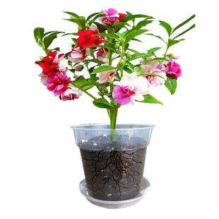 凤仙花种籽四年级小学生科学实验套餐透明花盆儿童种植小盆栽种子