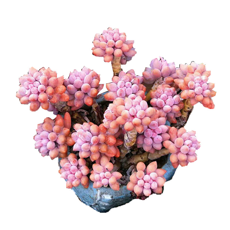 桃蛋四季阳台多肉植物特价清仓