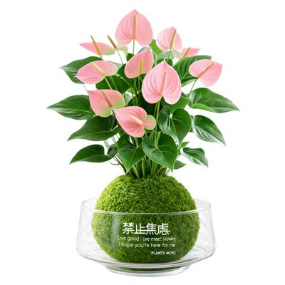 【全网热销10W+】水培植物粉掌花