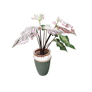 粉色飞溅粉云红酒飞溅网红植物泰国彩叶芋花叶芋室内绿植庭院盆栽