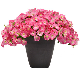 进口垂吊矮牵牛种子轻浪波浪四季春季播花卉种子室内阳台盆栽花籽