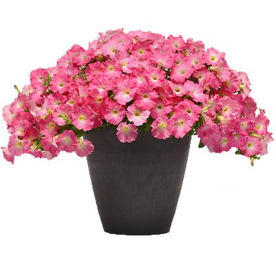 进口垂吊矮牵牛种子轻浪波浪美声