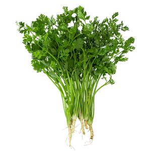 香菜种子四季易种耐热耐抽苔阳台