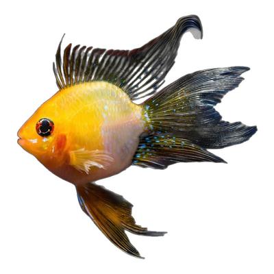 金波子鱼热带观鱼赏鱼