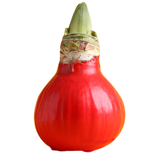 年宵花卉封蜡朱顶红礼品自然开花客厅办公室送礼元旦春节年宵花卉