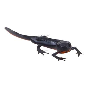 小火龙冷水鱼清道夫观赏鱼中华蝾螈清洁淡水宠物火焰鱼娃娃鱼爬宠