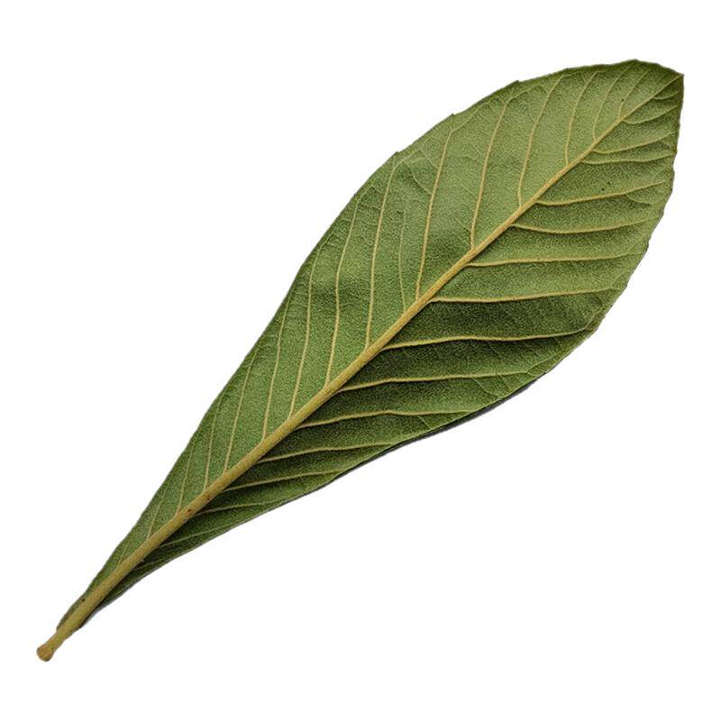 深山二十年老树枇杷叶