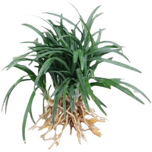 金边麦冬草苗玉龙草矮麦冬草日本矮生麦冬草植物日本矮麦冬苗包活