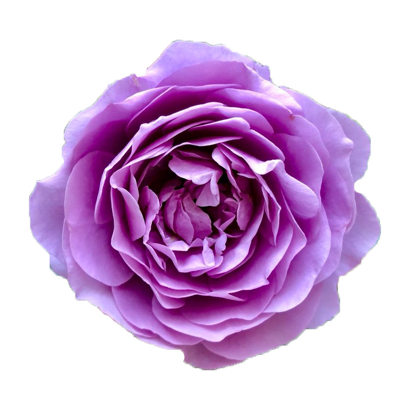 薰衣草花环藤本月季花特大花浓