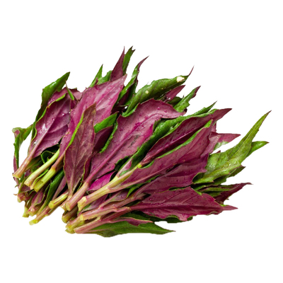 紫背天葵苗紫/红背菜血皮菜种子观音菜阳台四季盆栽蔬菜苗幼苗