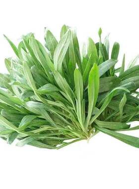 苗条菜种子秋冬季种植芽率高